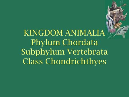 KINGDOM ANIMALIA Phylum Chordata Subphylum Vertebrata Class Chondrichthyes.