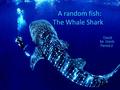 A random fish: The Whale Shark David Mr. Werth Period 2.