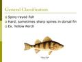 General Classification  Spiny-rayed fish  Hard, sometimes sharp spines in dorsal fin  Ex. Yellow Perch.