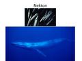 Nekton. What do we need to know? What are the characteristics of pelagic ecosystems used by nekton? How are nekton adapted to diverse challenges? What.