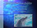 Atlantic Bottlenose Dolphin Tursiops Truncatus By: Lindsey Gonzales Seth Cunningham.