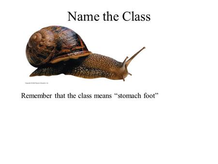 Name the Class Remember that the class means “stomach foot”