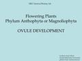 Flowering Plants Phylum Anthophyta or Magnoliophyta OVULE DEVELOPMENT