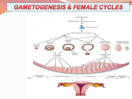 OBJECTIVES By the end of the lecture, the students should be able to: By the end of the lecture, the students should be able to: Describe the female cycles.