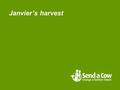 Janvier’s harvest. Apples Food we eat... Chocolate Crisps Yoghurts Chips Cheese Milk Pizza Beans Sausages Bacon Chicken Sweets Burgers Pasta Ice- cream.