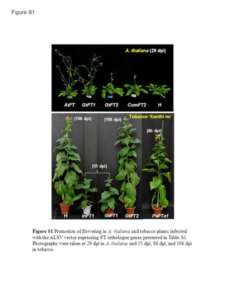 Figure S1 AtFTComFT2HGtFT1GtFT2 A. thaliana ( 29 dpi ) PsFTa1GtFT1InFT1 H PsFTa1 GtFT1 InFT1 H GtFT2 Tobacco ‘Xanthi nc’ (55 dpi) (86 dpi) (108 dpi) Figure.