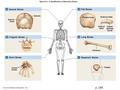 Figure 6-1 A Classification of Bones by Shape