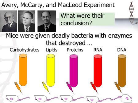 Avery, McCarty, and MacLeod Experiment What were their conclusion? CarbohydratesLipidsProteinsRNADNA Mice were given deadly bacteria with enzymes that.