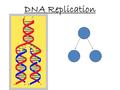 DNA Replication.  Replication = DNA copies itself exactly (Occurs within the nucleus)