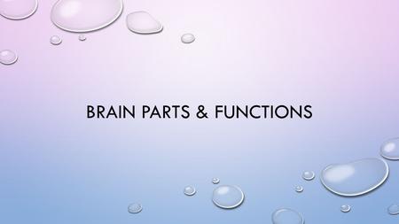 BRAIN PARTS & FUNCTIONS. BRAIN STRUCTURES & FUNCTIONS.