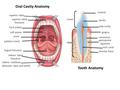 Superior labia inferior vestibule (between labia and teeth ) lingual frenulum hard palate soft palate uvula palatine tonsil Oral Cavity Anatomy superior.