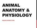 ANIMAL ANATOMY & PHYSIOLOGY SQUID DISSECTION. ENTRY TASK What Questions do you have about today’s dissection? If you have questions, be ready to ask them.