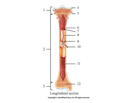 1 2 3 4 5 6 7 8 9 11 10 12 Longitudinal section. Compact bone Spongy bone Periosteum Medullary cavity Osteon (a) Osteons (Haversian systems) in compact.