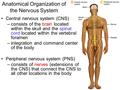 Anatomical Organization of the Nervous System Central nervous system (CNS) –consists of the brain located within the skull and the spinal cord located.