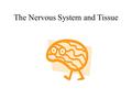 The Nervous System and Tissue. Organization The nervous system has 3 overlapping functions: –Sensory input –Integration –Motor output.