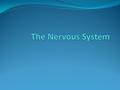 The Central Nervous System Made up of the brain and spinal cord Is responsible for integrating, coordinating, and processing sensory and motor commands.