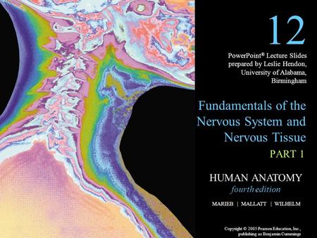 HUMAN ANATOMY fourth edition MARIEB | MALLATT | WILHELM Copyright © 2005 Pearson Education, Inc., publishing as Benjamin Cummings PowerPoint ® Lecture.