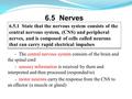 - The central nervous system consists of the brain and the spinal cord - sensory information is received by them and interpreted and then processed (responded.