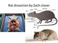 Rat dissection by Zach clover. (CNS)Central Nervous System The brain and the spinal chord make up the CNS. The brain is what transmits the messages, and.