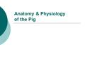 Anatomy & Physiology of the Pig