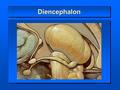 DiencephalonDiencephalon. DiencephalonDiencephalon Thalamus  dorsal thalamus Thalamus  dorsal thalamus Hypothalamus Hypothalamus pituitary gland Epithalamus.