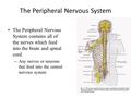 The Peripheral Nervous System The Peripheral Nervous System contains all of the nerves which feed into the brain and spinal cord. – Any nerves or neurons.