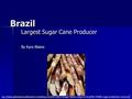 Brazil Largest Sugar Cane Producer By Kyra Blaine http ://www.gatewaytosouthamerica-newsblog.com/2011/06/13/sugar-futures-surge-on-brazil%C2%B4s-sugar-production-concerns.