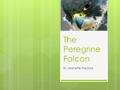 The Peregrine Falcon By Jeanette Hautala Facts about The Peregrine Falcon Kingdom: AnimaliaAnimalia Phylum: ChordataChordata Class: AvesAves Order: Falconiformes.