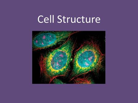 Cell Structure.