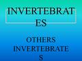 INVERTEBRAT ES OTHERS INVERTEBRATE S SPONGES THE MAIN CHARACTERISTICS ARE: ALMOST ALL OF THEM LIVE IN THE OCEAN, ONLY A FEW LIVE IN FRESHWATER. SPONGES.