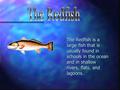 n The Redfish is a large fish that is usually found in schools in the ocean and in shallow rivers, flats, and lagoons.