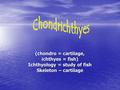 (chondro = cartilage, ichthyes = fish) Ichthyology = study of fish Skeleton – cartilage.