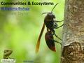 Communities & Ecosystems IB Diploma Biology Stephen Taylor Photo: Wasp in Java, by Stephen Taylor ©Wasp in Java.