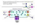 IP 3 R SERCA Ca 2+ BiP Endoplasmic reticulum Ca 2+ = 5x10 -5 M Inactive PERK RyR ATP Ca 2+ Activated PERK Ca 2+ IP 3 GCPR Ligand Receptor-mediated generation.