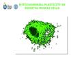 MITOCHONDRIAL PLASTICITY IN SKELETAL MUSCLE CELLS.