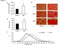 Figure 1 A B * C 100 x 200 x 400 x D GSEControl. Mafbx β-tubulin Control GSE * Figure 2.