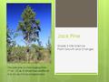 Jack Pine Grade 3 Life Science Plant Growth and Changes The jack pine is a tree ranging from 17 m – 22 m. It always has needles on it so we say it is an.