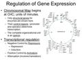 Regulation of Gene Expression Chromosomal Map begins at OriC; units of minutes. –Only structural genes for enzymes are shown here. –Their control regions.