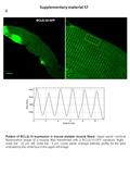 A BCL2L10-GFP Pattern of BCL2L10 expression in mouse skeletal muscle fibers: Upper panel: confocal fluorescence image of a muscle fiber transfected with.