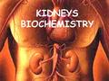 KIDNEYS BIOCHEMISTRY. Urine formation Structures responsible for the urine formation:  glomeruli,  proximal canaliculi,  distal canaliculi. Mechanism.