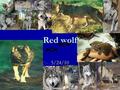 Red wolf 5/24/10 Introduction The animal you are going to learn about is almost extinct. Can you guess what it is? You will learn about the red wolf’s.