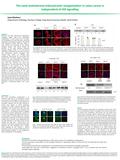 The early testosterone-induced actin reorganization in colon cancer is independent of iAR signalling control 15min30min60min + TAC control 15min 30min60min.