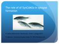 The role of of SynCAM2a in synapse formation Sofia Nakhnikian-Weintraub, Smith College 2012 Mentor: Courtney Easley-Neal, PI: Phil Washbourne.