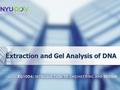 Extraction and Gel Analysis of DNA. Overview Objectives Background information Materials Procedures:  Part 1: DNA Extraction  Part 2 : Gel Analysis.