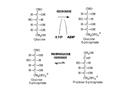 Energy for the body Trapped in chemical bonds of fats, proteins, and carbs (potential) liberate energy –break bonds –release energy, CO 2 and.