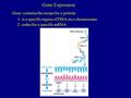 Gene Expression Gene: contains the recipe for a protein 1. is a specific region of DNA on a chromosome 2. codes for a specific mRNA.