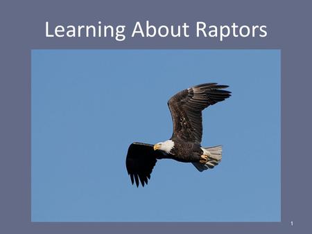 Learning About Raptors 1. The world’s first raptor refuge 2.