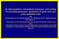 N- Glycosylation, intracellular transport and sorting of recombinant bovine lactoferrin in polar and non- polar epithelial cells by Abdel-Salam, A. M.,