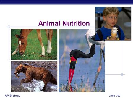 AP Biology 2006-2007 Animal Nutrition AP Biology Getting & Using Food  Ingest  Digest  mechanical digestion  chemical digestion  enzymes (hydrolysis)