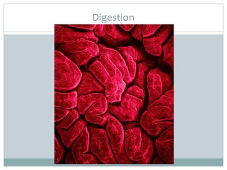 Digestion. Digestive Tract (passageway through digestive system) Mouth, including teeth & salivary glands Pharynx (larynx/esophageal fork at the end)